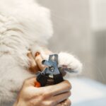 Osteochondrosis dissecans (OCD) bei Katzen