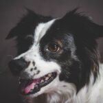 Ostsibirische Laika