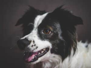 Ostsibirische Laika