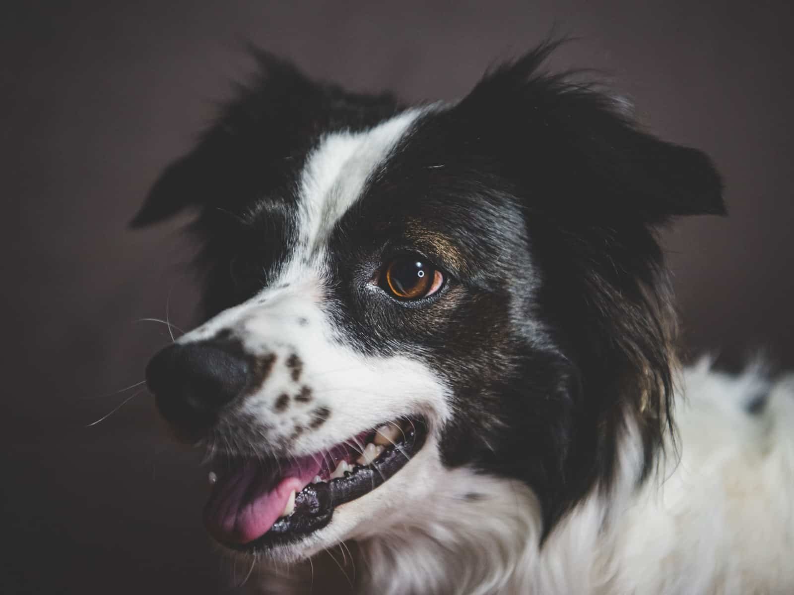 Ostsibirische Laika