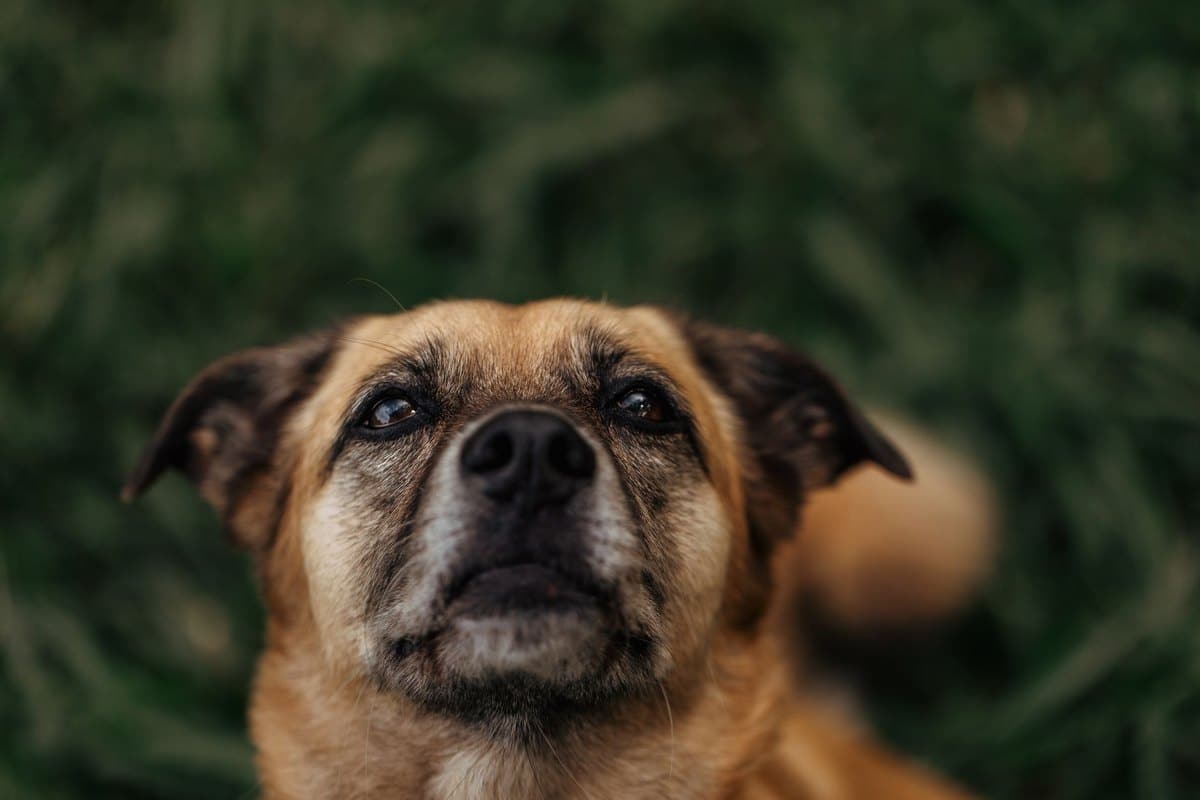 Ostsibirische Laika – go4vet