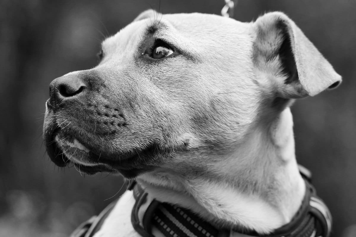 Ostsibirische Laika – go4vet