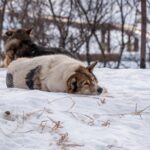 Pankreatitis beim Hund