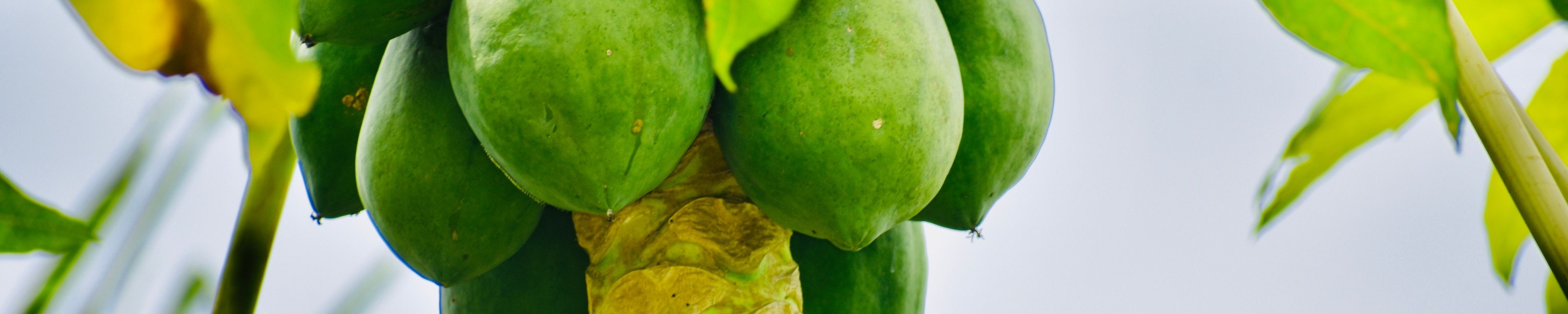 Papaya Hund: Können Hunde Papaya fressen?