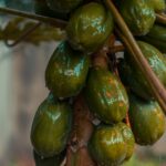 Papaya Katze: Können Katzen Papaya fressen?