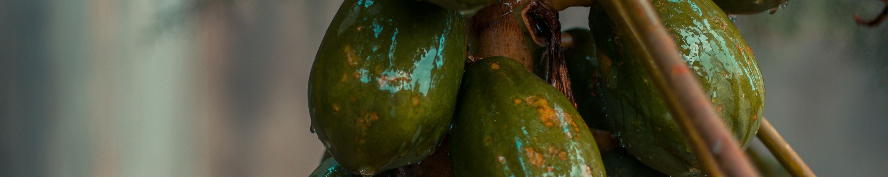 Papaya Katze: Können Katzen Papaya fressen?