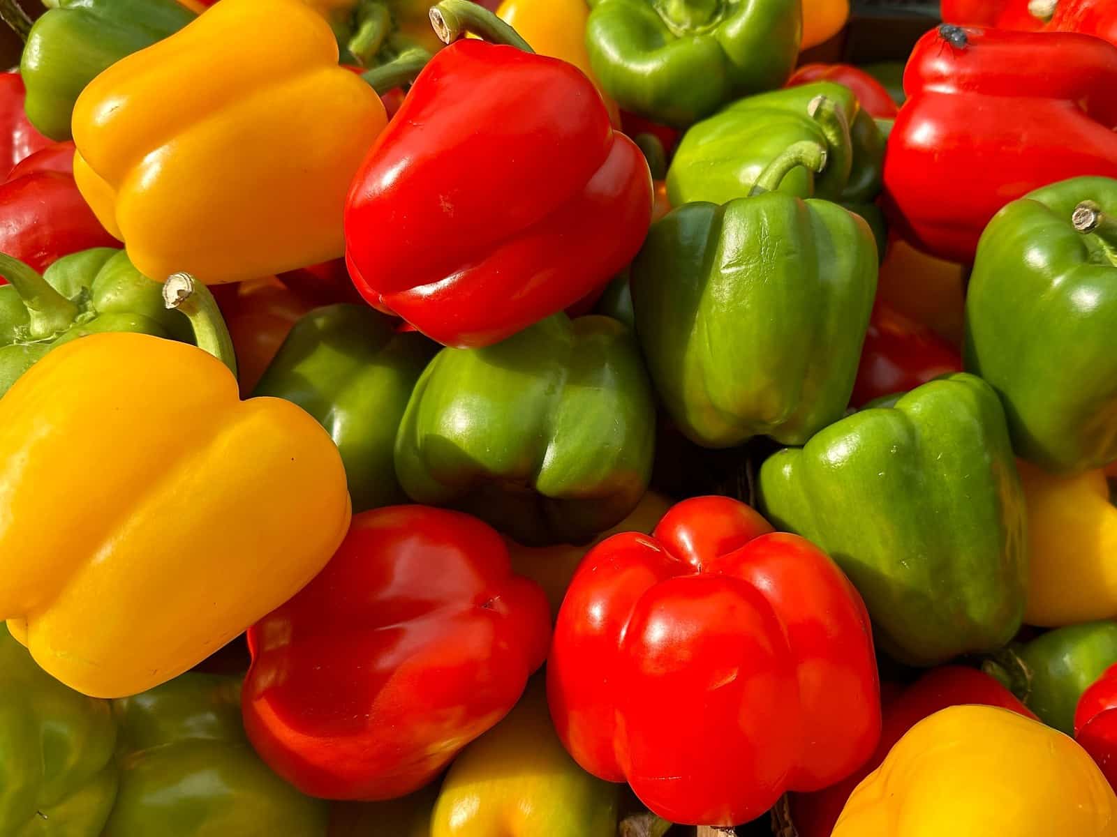 Dürfen Hunde Paprika essen? Rote Paprika – ja, grüne mit Vorsicht