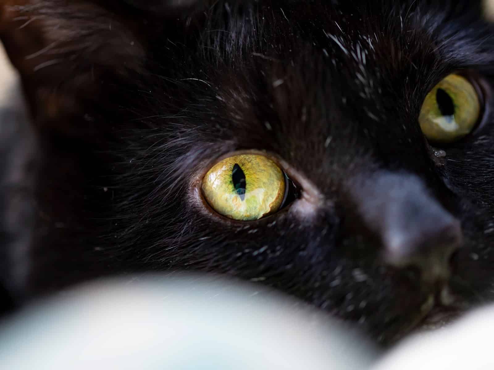 Parasiten bei Katzen