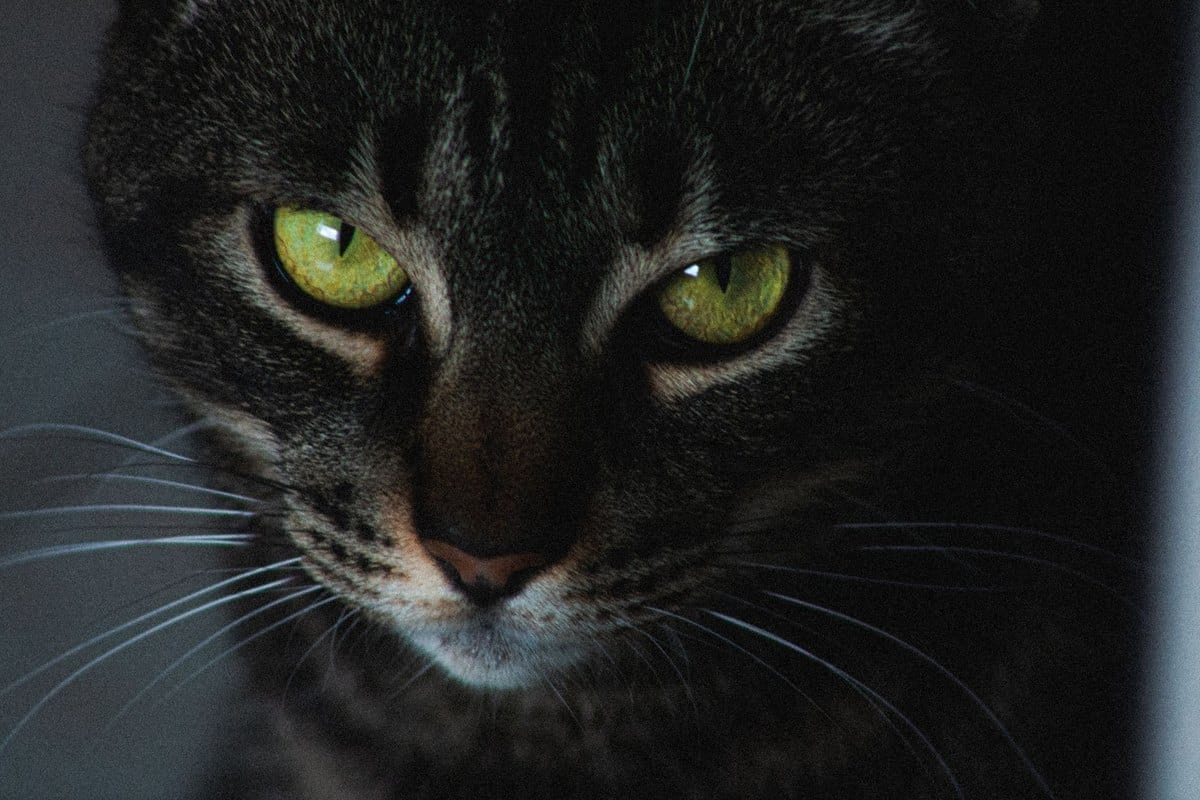 Parasiten bei Katzen – go4vet