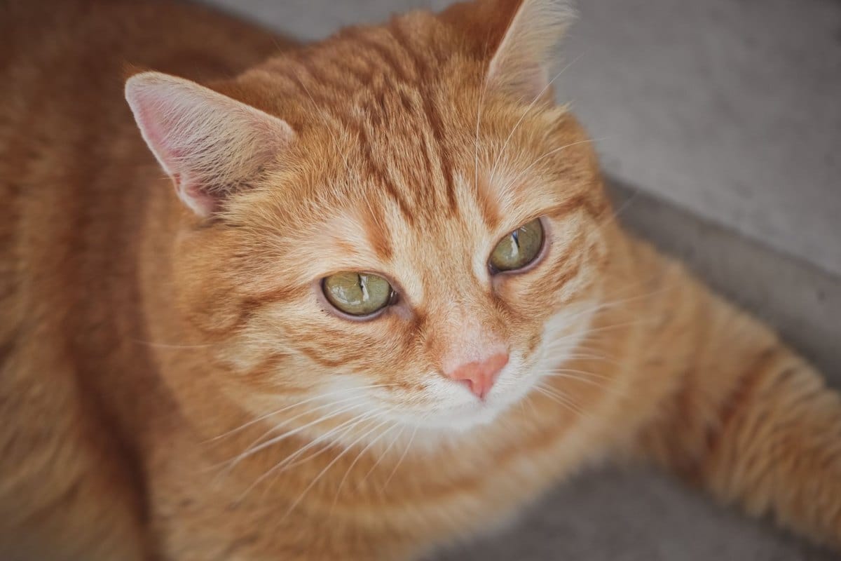 Parasiten bei Katzen – go4vet