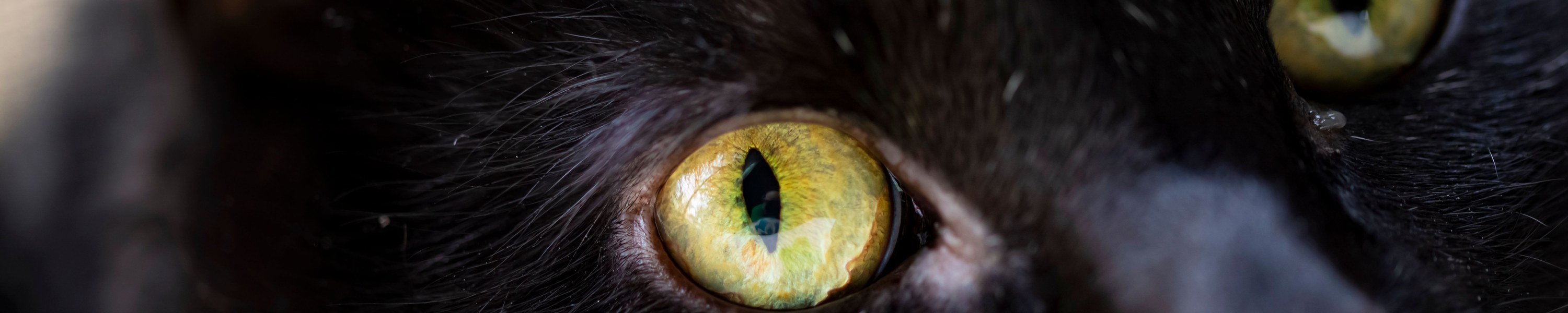 Parasiten bei Katzen