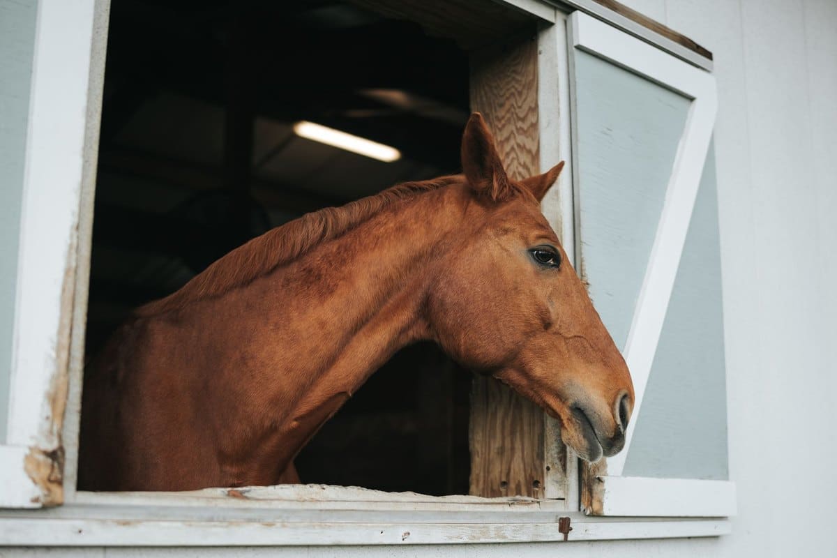 Parasiten beim Pferd: Würmer, Selektive Entwurmung & Wirksto – go4vet