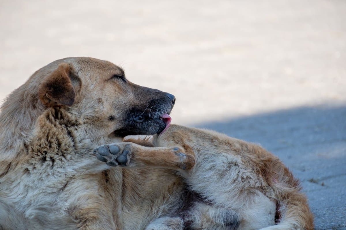 Parasiten beim Hund – go4vet