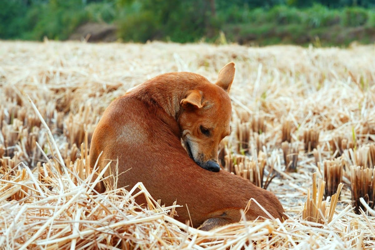 Parasiten beim Hund – go4vet