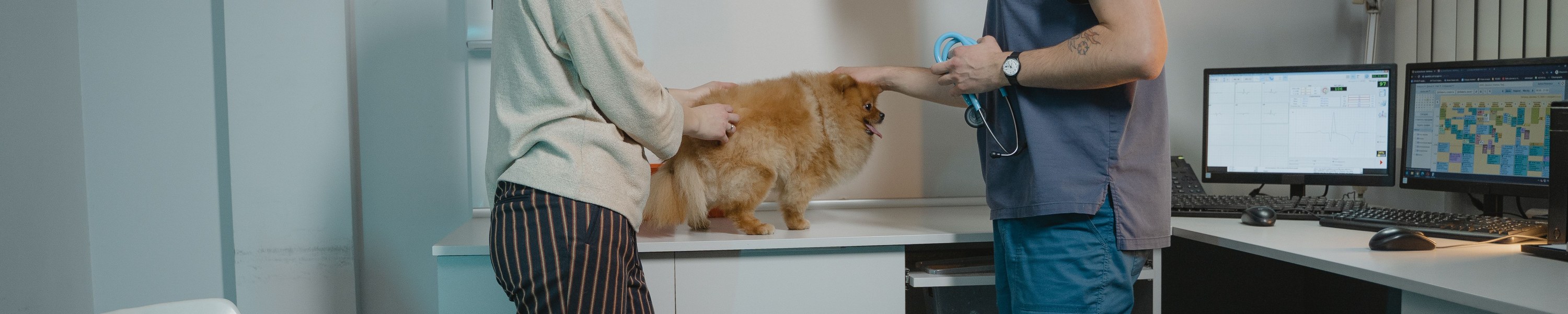 Parasiten beim Hund