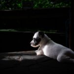 Parson Russell Terrier