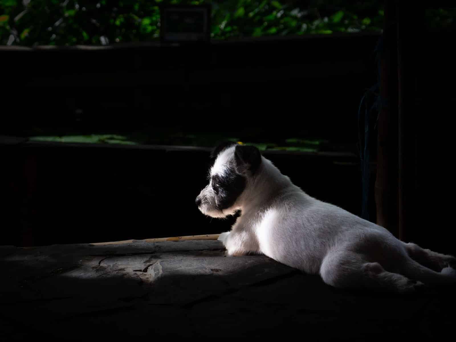 Parson Russell Terrier