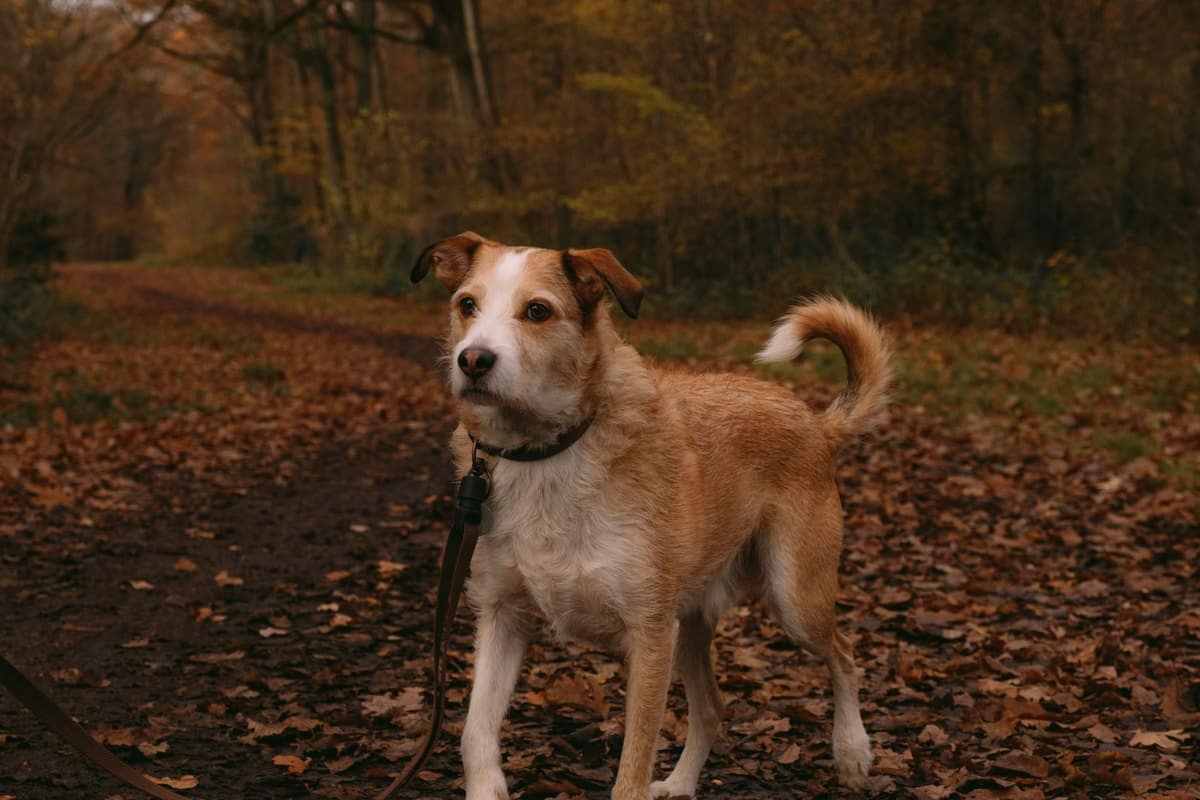 Parvovirose beim Hund – go4vet