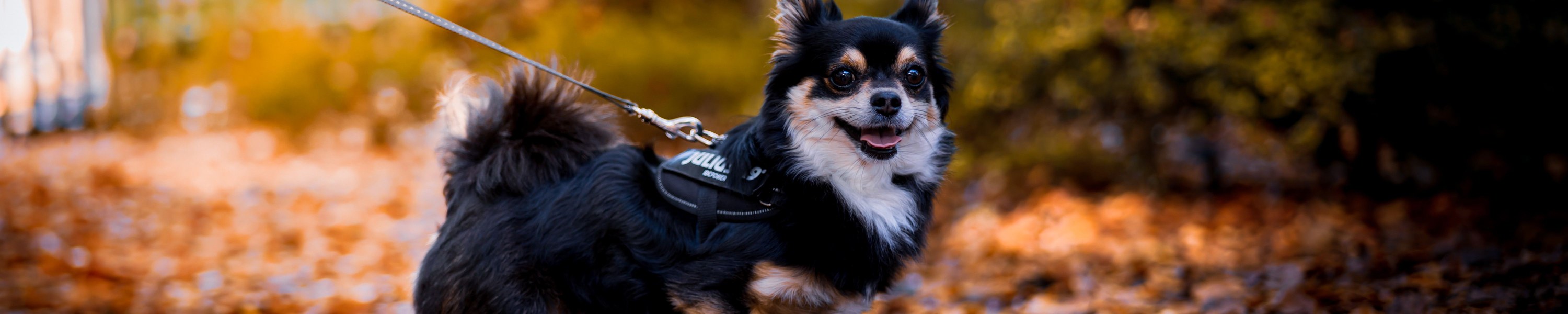 Parvovirose beim Hund