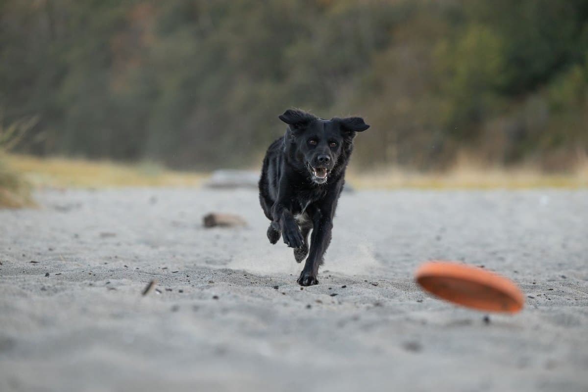 Patellaluxation beim Hund – go4vet