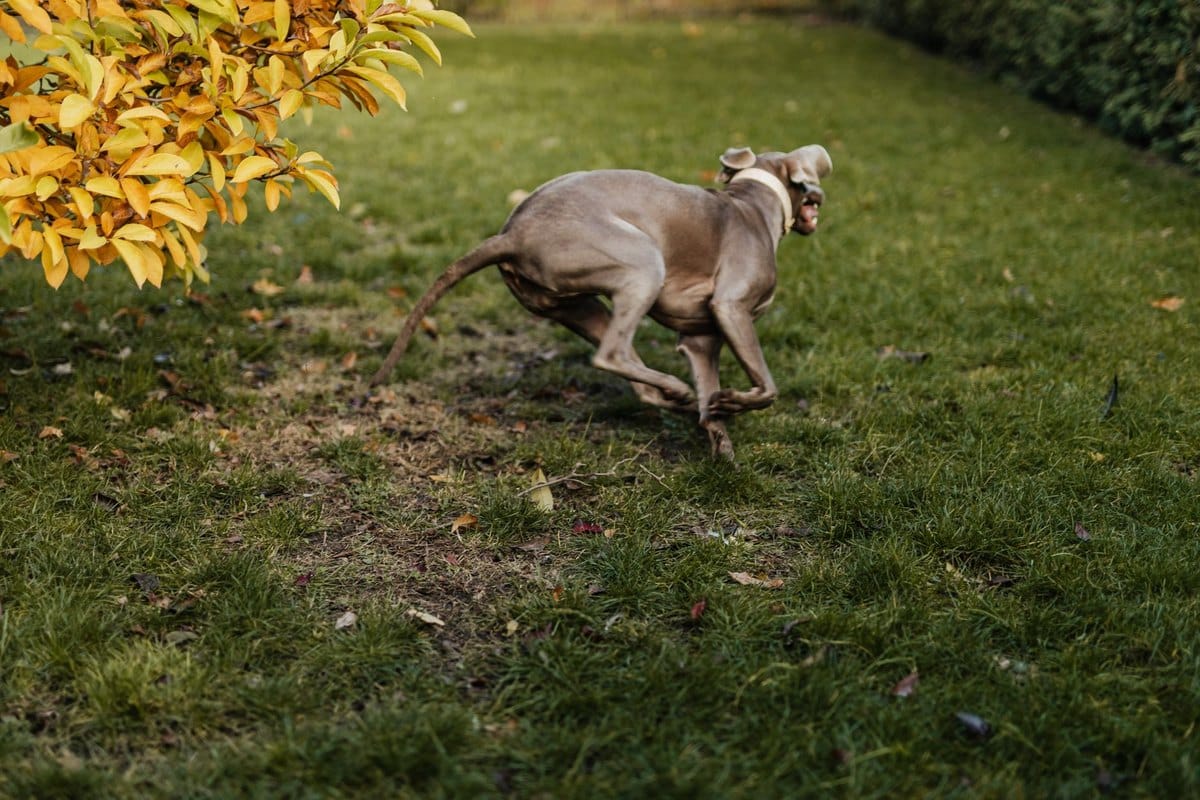 Patellaluxation beim Hund – go4vet