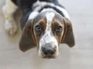 Petit Basset Griffon Vendéen