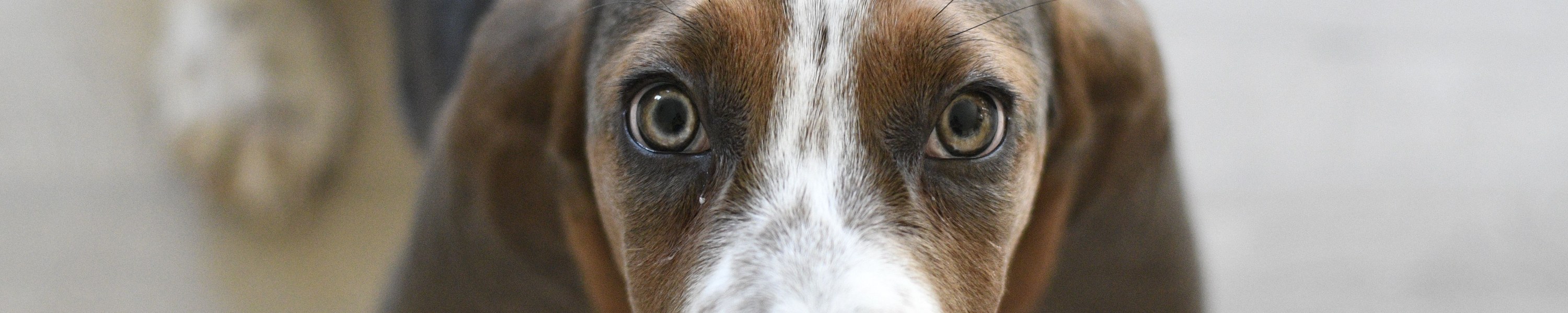 Petit Basset Griffon Vendéen