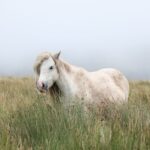 Pferd anweiden im Frühling: Sicher & ohne Hufrehe oder Kolik