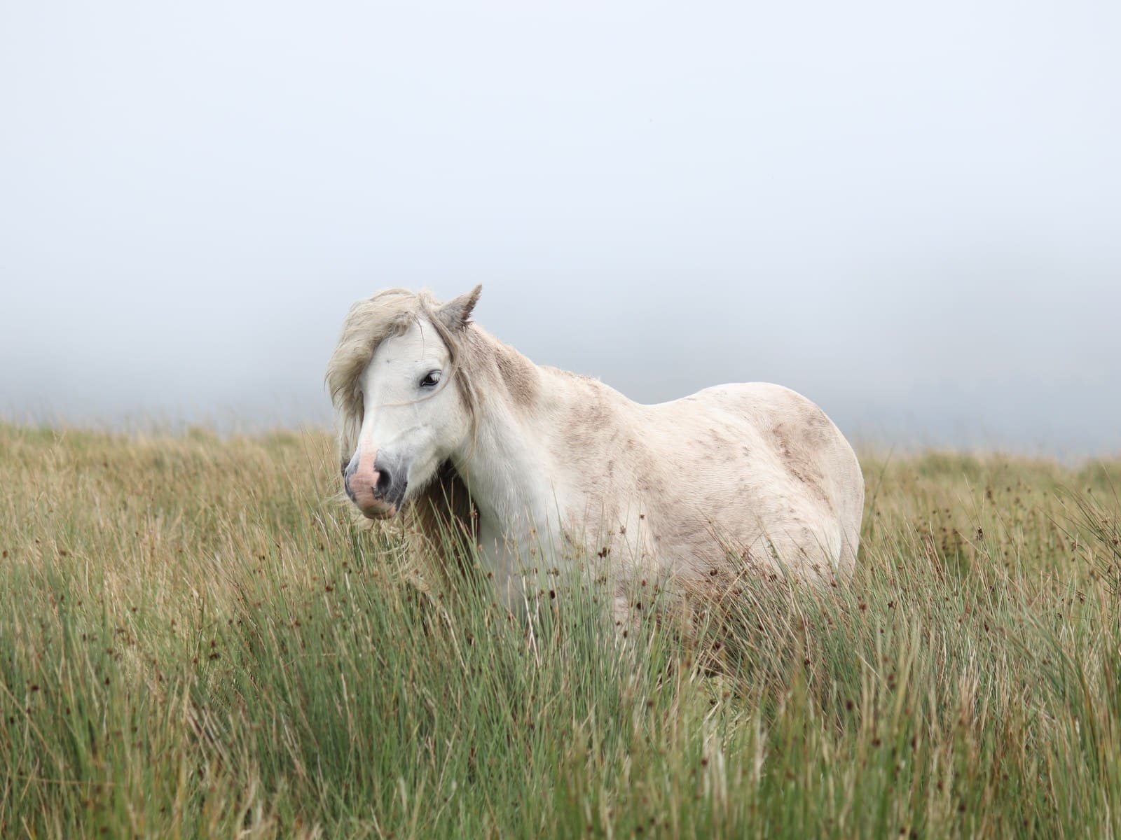 Pferd anweiden im Frühling: Sicher & ohne Hufrehe oder Kolik