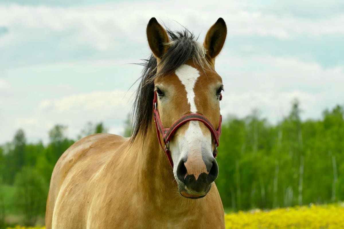 Pferd anweiden im Frühling: Sicher & ohne Hufrehe oder Kolik – go4vet