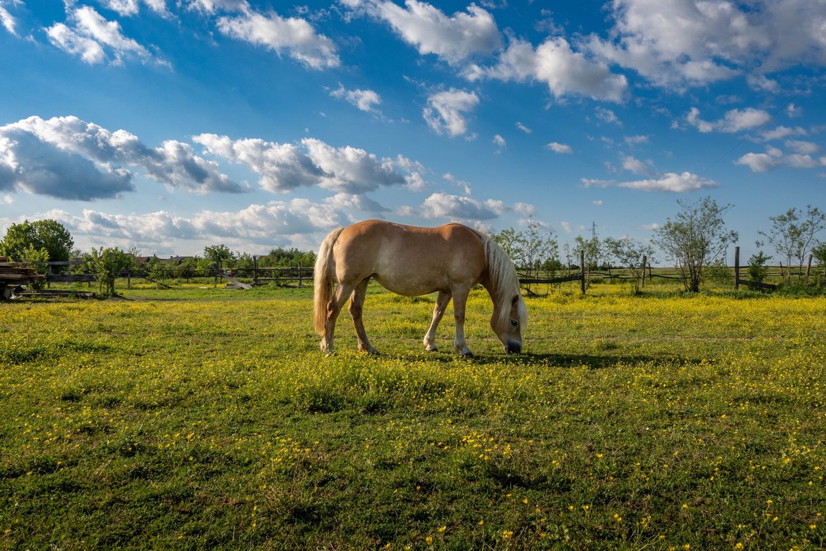 Pferd anweiden im Frühling: Sicher & ohne Hufrehe oder Kolik – go4vet