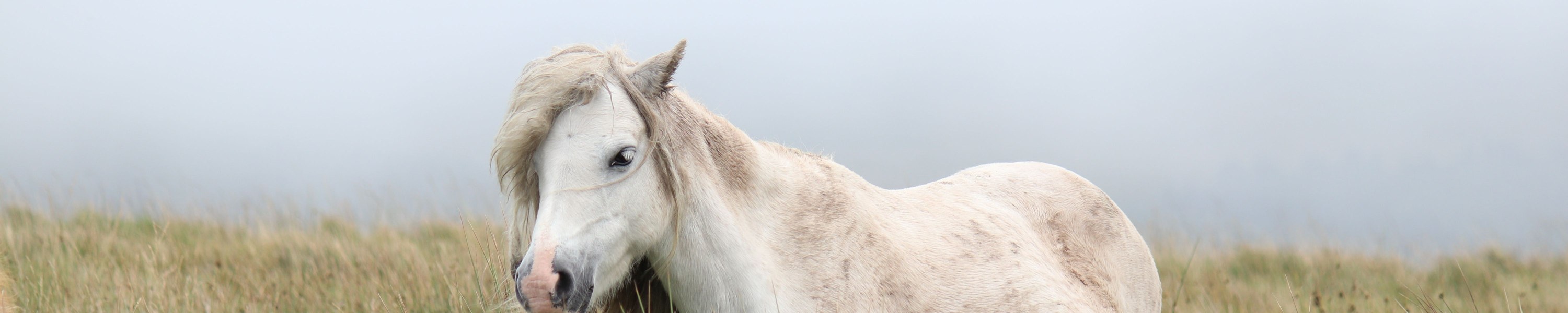 Pferd anweiden im Frühling: Sicher & ohne Hufrehe oder Kolik