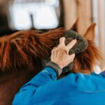 Pferd im Fellwechsel: 8-Wochen-Fütterungsplan mit Sano Skin Repair, Mineral vital und Leber vital