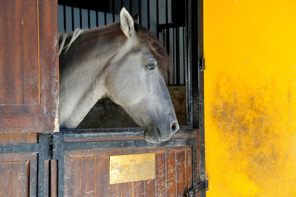 Pferd frisst Erde: Ursachen, Risiken und Hilfen – go4vet