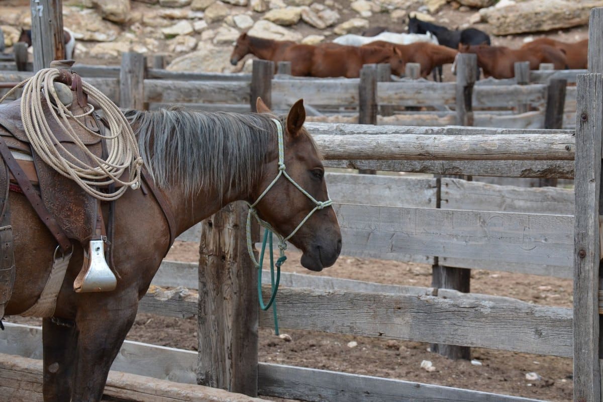 Pferd frisst Erde: Ursachen, Risiken und Hilfen – go4vet