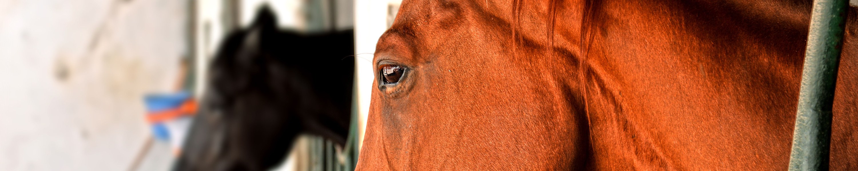Pferd frisst Erde: Ursachen, Risiken und Hilfen