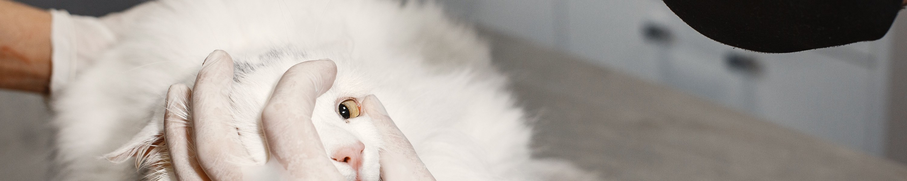 Pferd hustet: Ursachen, Tierarztbesuch und Futterstrategien