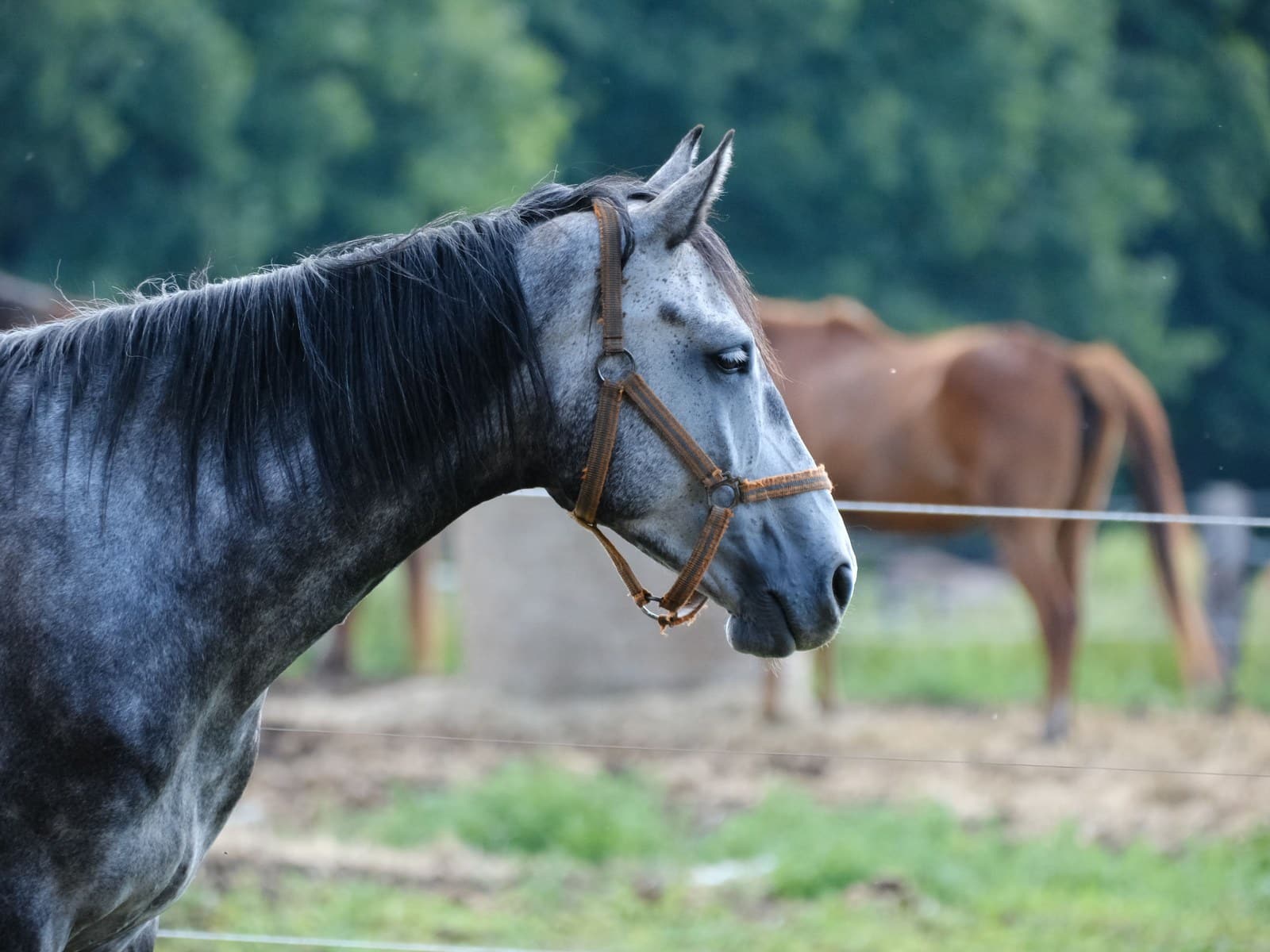 Pferd nervös auf dem Turnier: L-Tryptophan, Griffonia und FEI-Konformität
