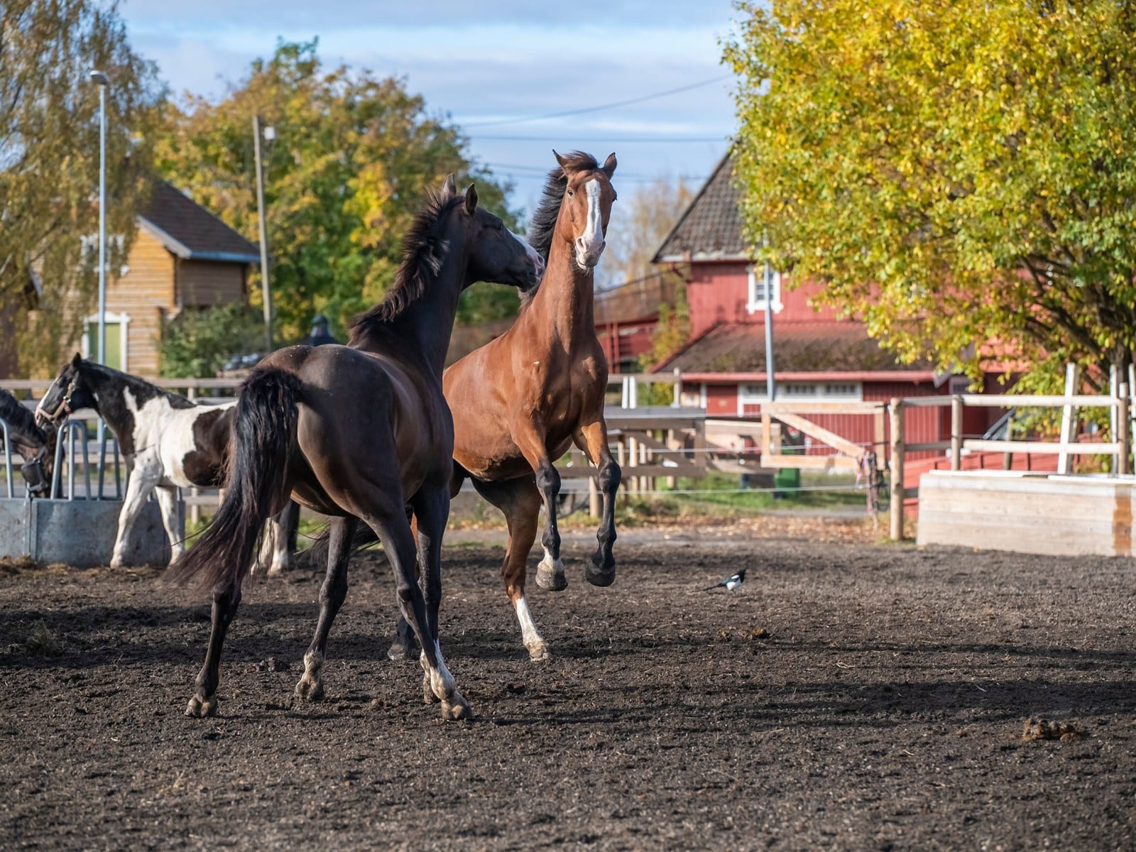 Pferd verladen: Training für stressfreies Einladen