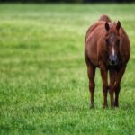 Pferd waschen