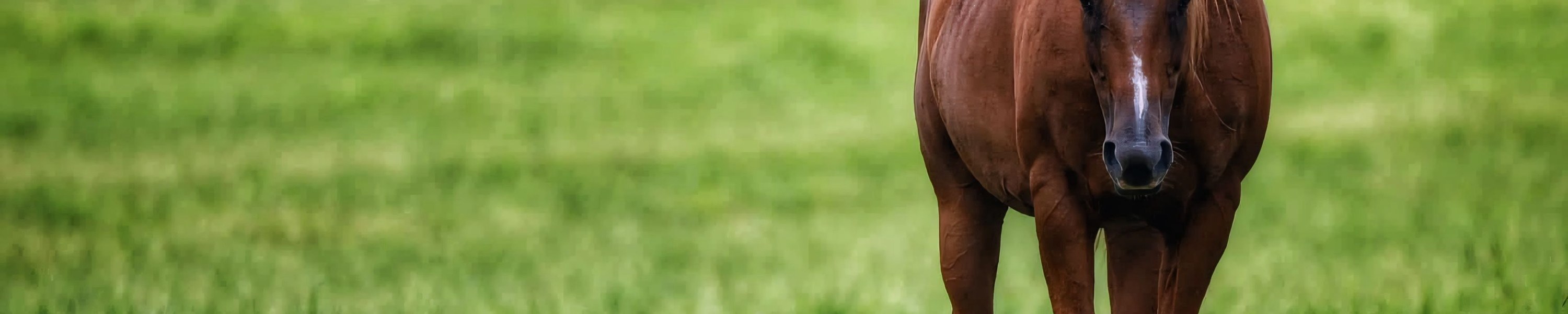 Pferd waschen