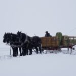 Pferdefütterung im Winter: Energiebedarf, Wasser, Mash