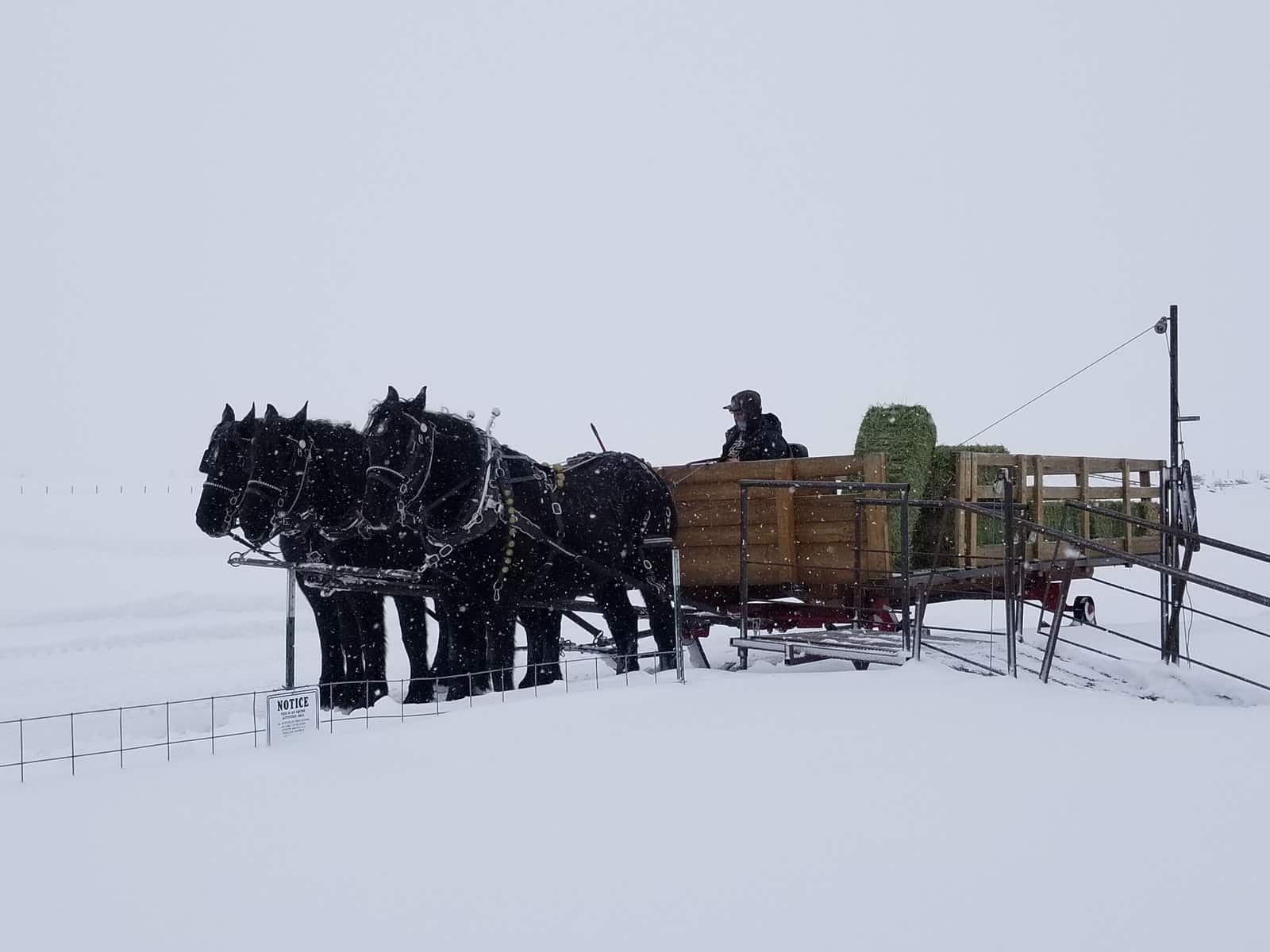 Pferdefütterung im Winter: Energiebedarf, Wasser, Mash