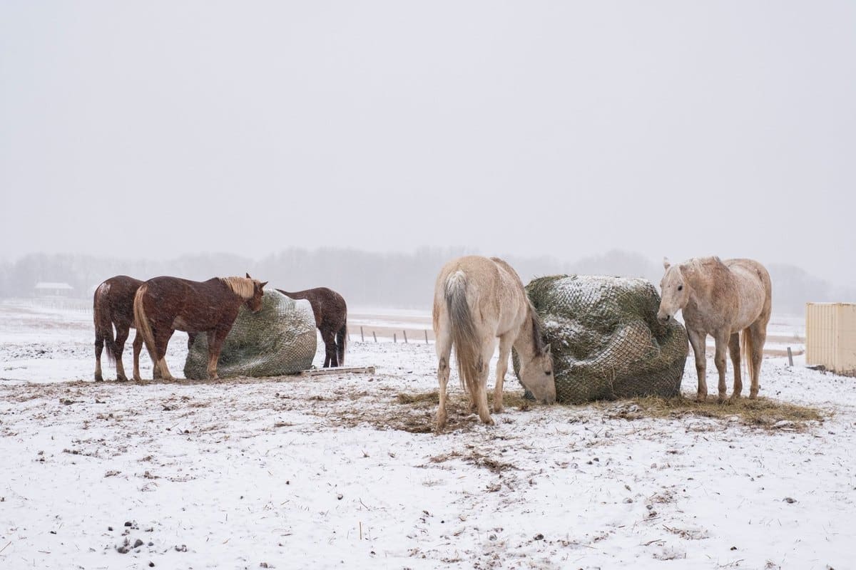 Pferdefütterung im Winter: Energiebedarf, Wasser, Mash – go4vet