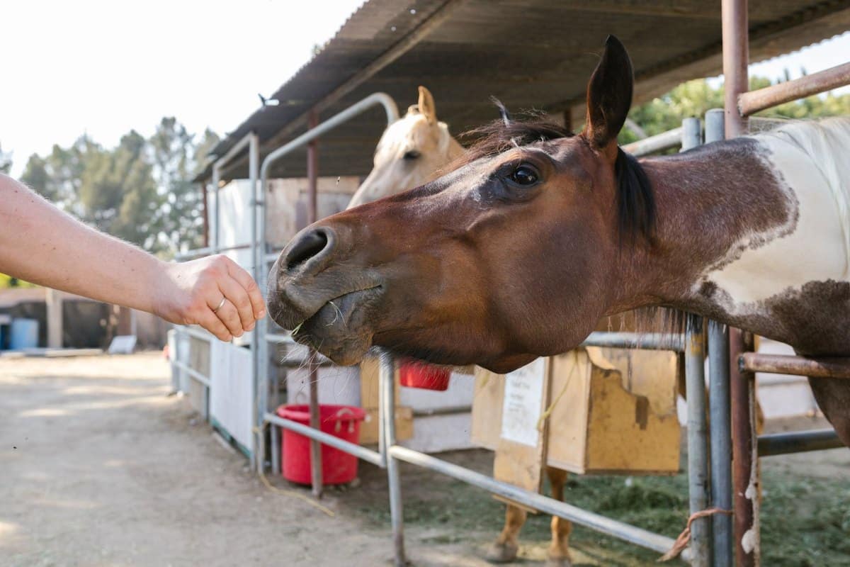 Pferdefutter-Berater: In zwei Minuten zur passenden Ergänzun – go4vet