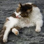 Pfotenpflege bei Katzen