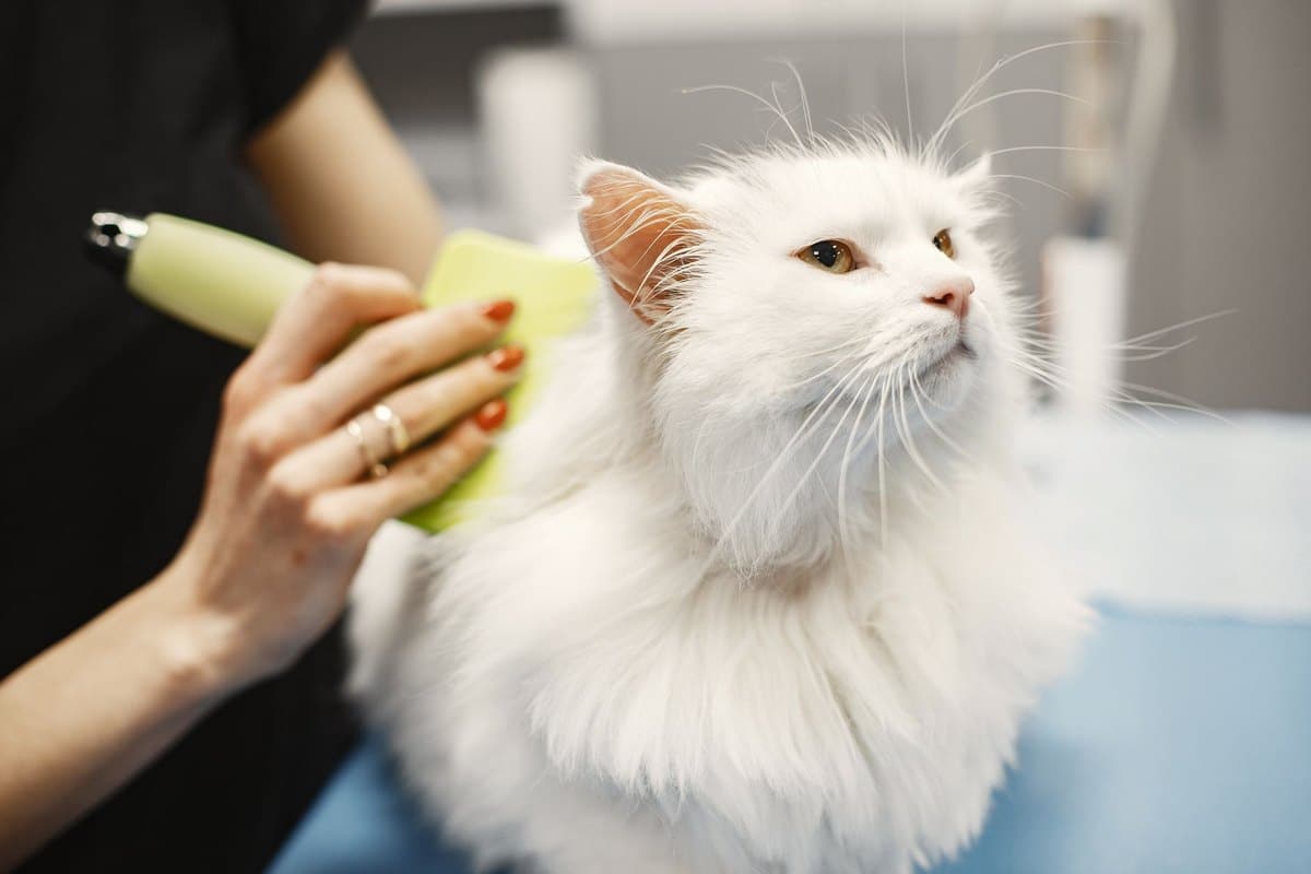 Pfotenpflege bei Katzen – go4vet