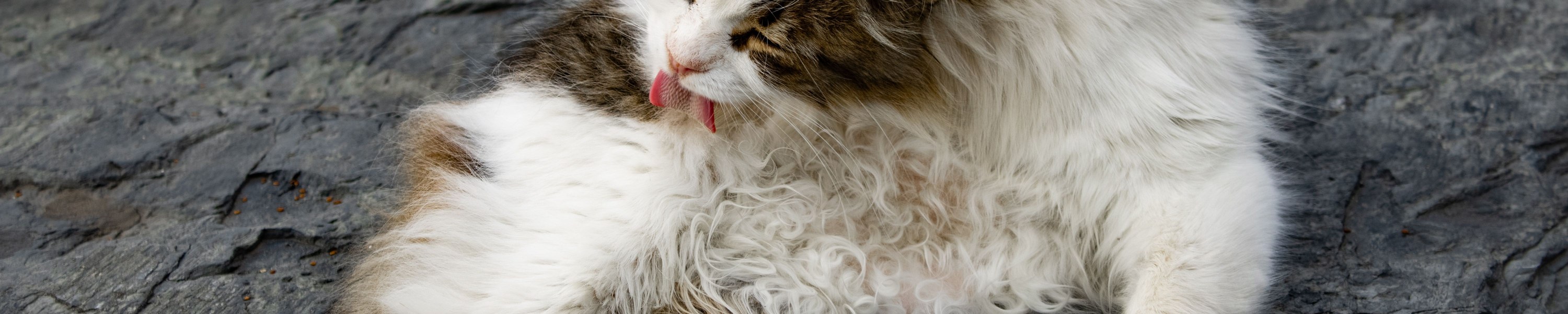 Pfotenpflege bei Katzen
