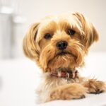 Pfotenpflege beim Hund