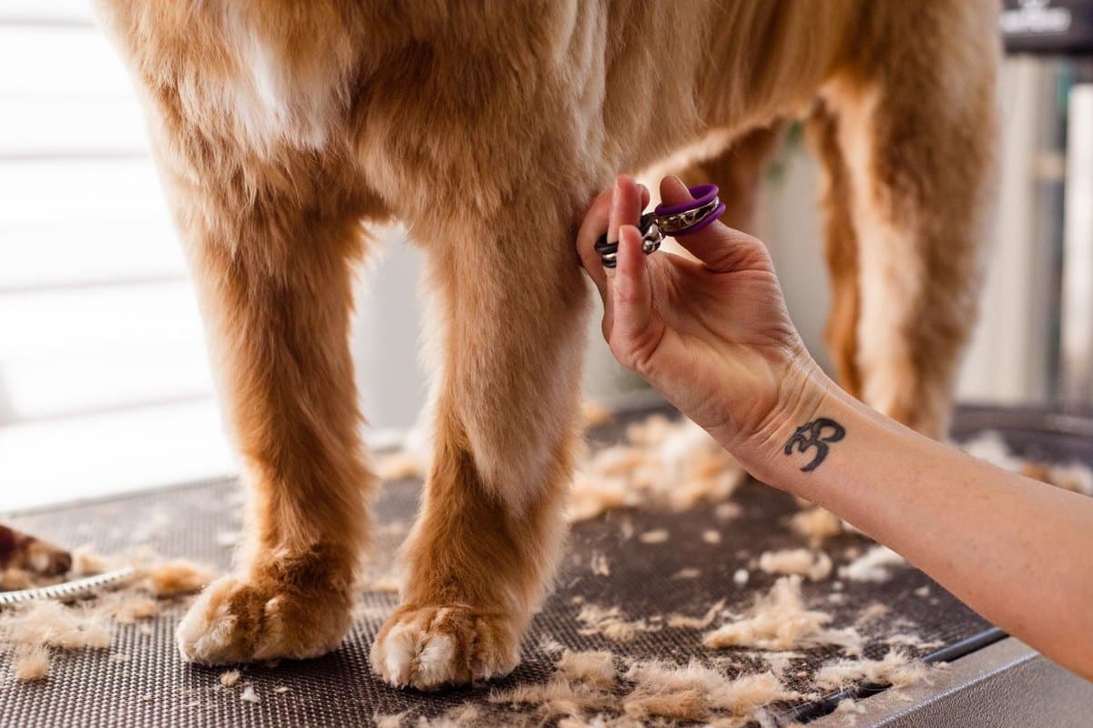 Pfotenpflege beim Hund – go4vet
